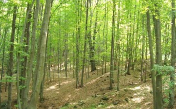 Romsilva, investiții de peste 185 de milioane de lei în 2014